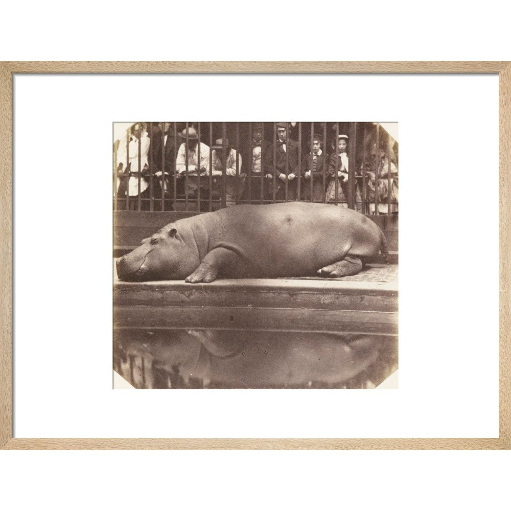 The Hippopotamus at the Zoological Gardens print in natural frame