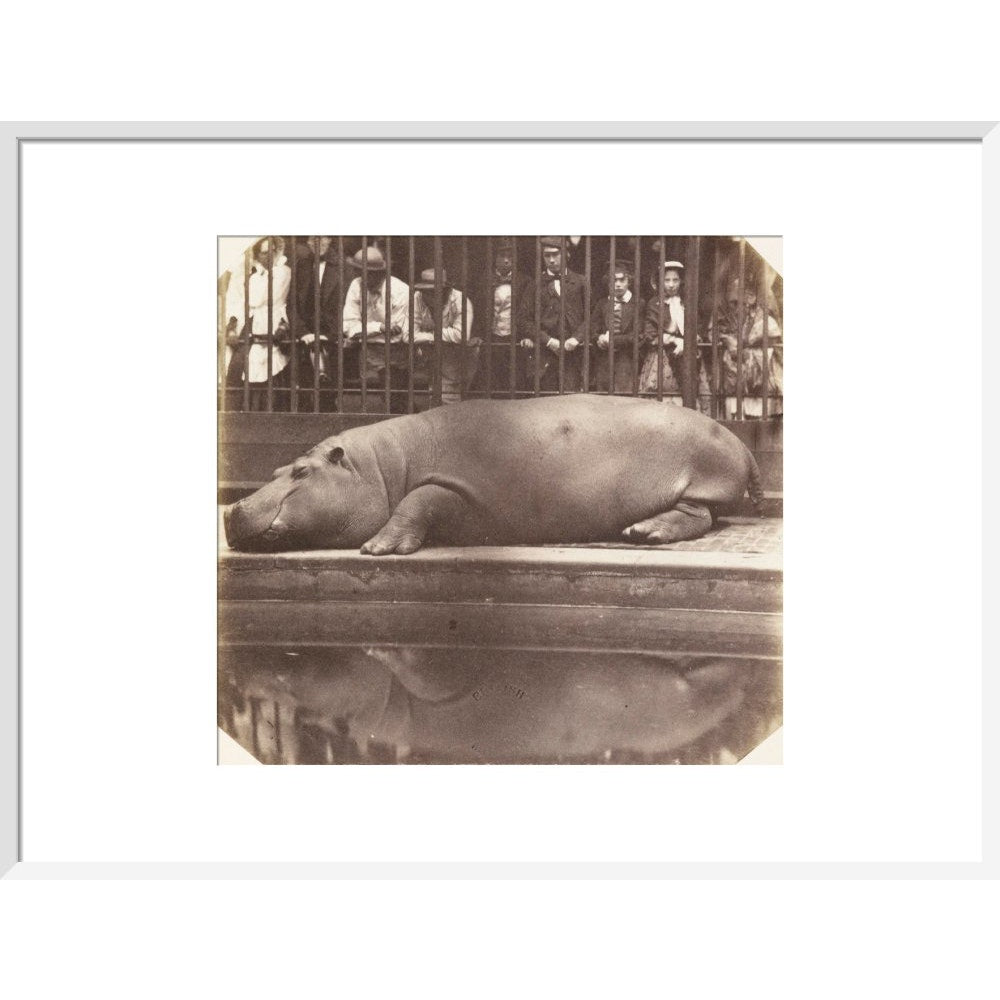 The Hippopotamus at the Zoological Gardens print in white frame