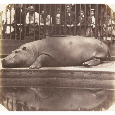 The Hippopotamus at the Zoological Gardens print