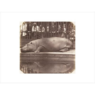 The Hippopotamus at the Zoological Gardens print unframed
