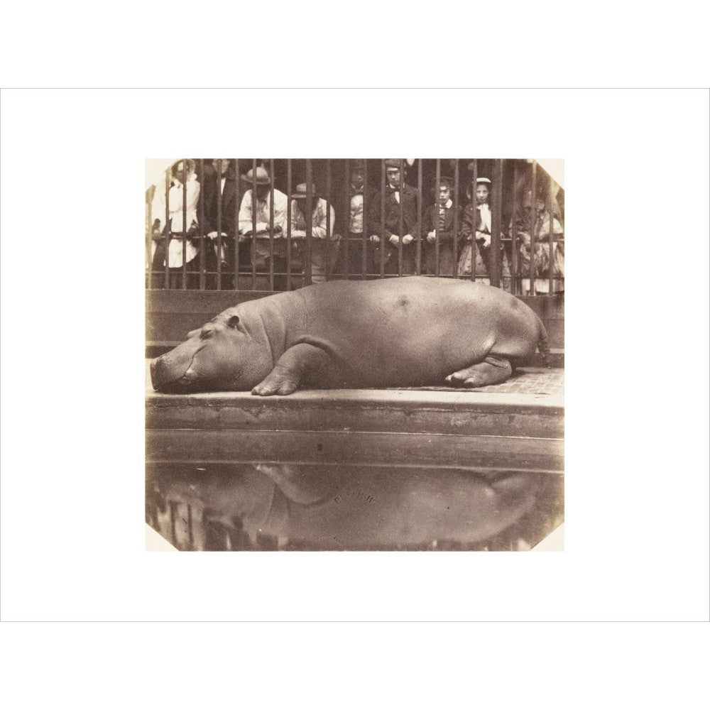 The Hippopotamus at the Zoological Gardens print unframed