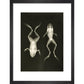 X-Ray Photograph of Frogs print in black frame