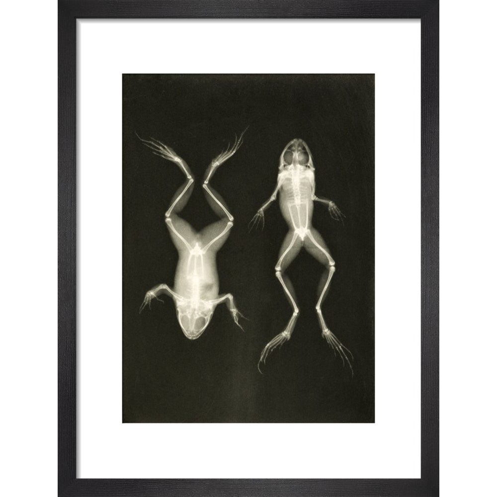 X-Ray Photograph of Frogs print in black frame