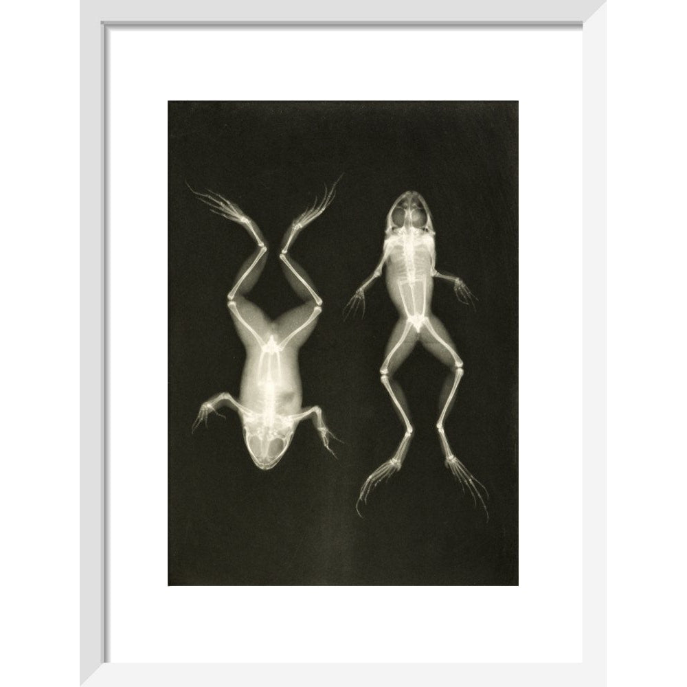 X-Ray Photograph of Frogs print in white frame