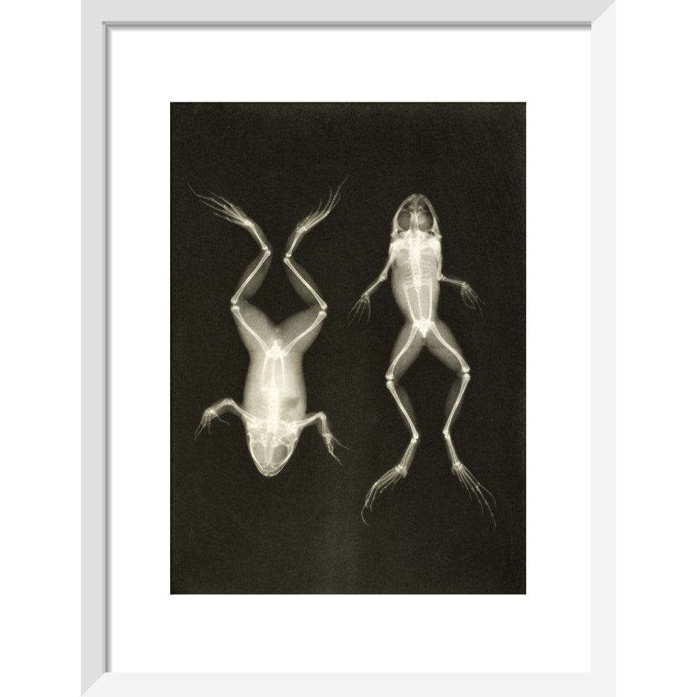 X-Ray Photograph of Frogs print in white frame