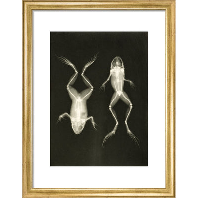 X-Ray Photograph of Frogs print in gold frame