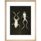 X-Ray Photograph of Frogs print in natural frame