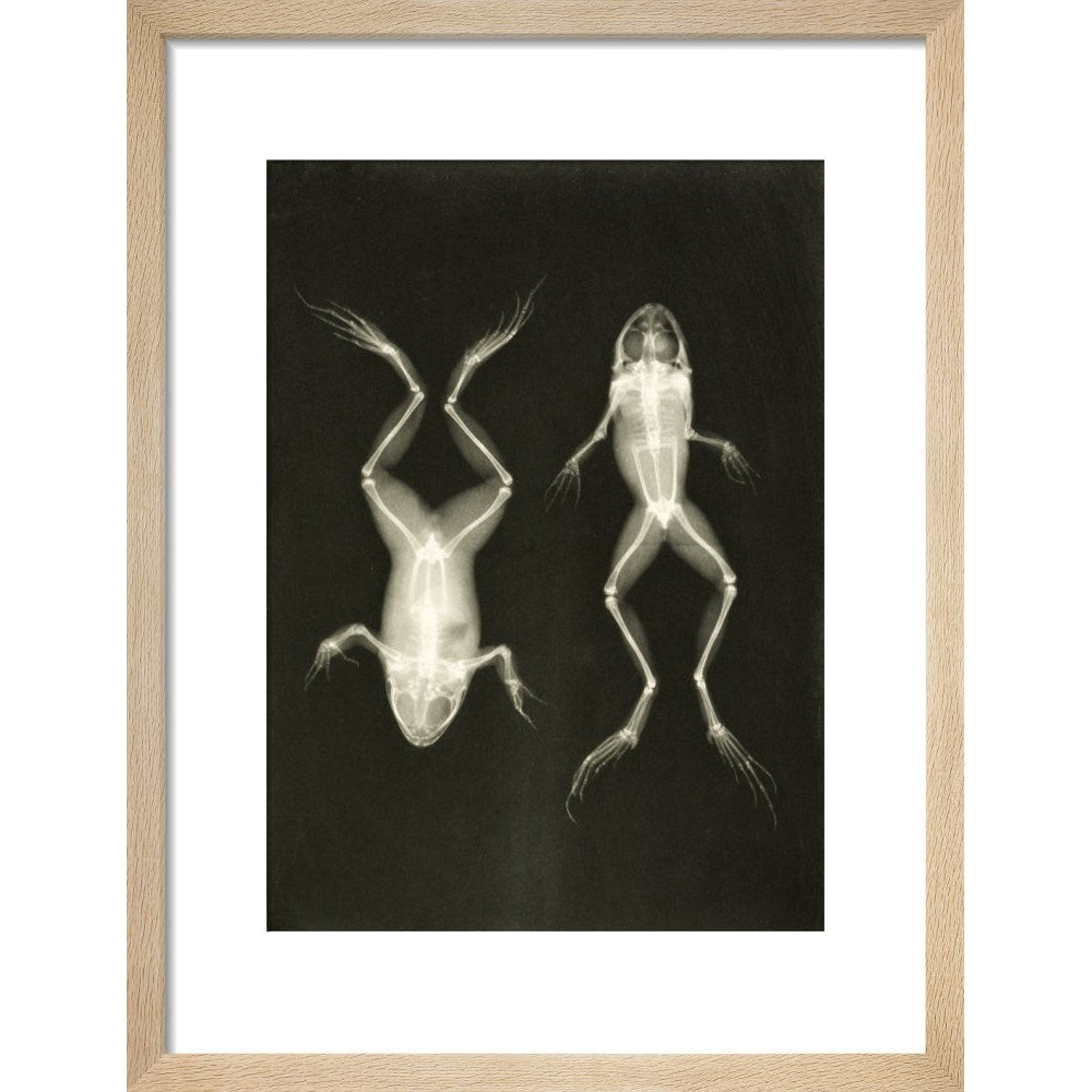 X-Ray Photograph of Frogs print in natural frame