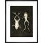 X-Ray Photograph of Frogs print in black frame