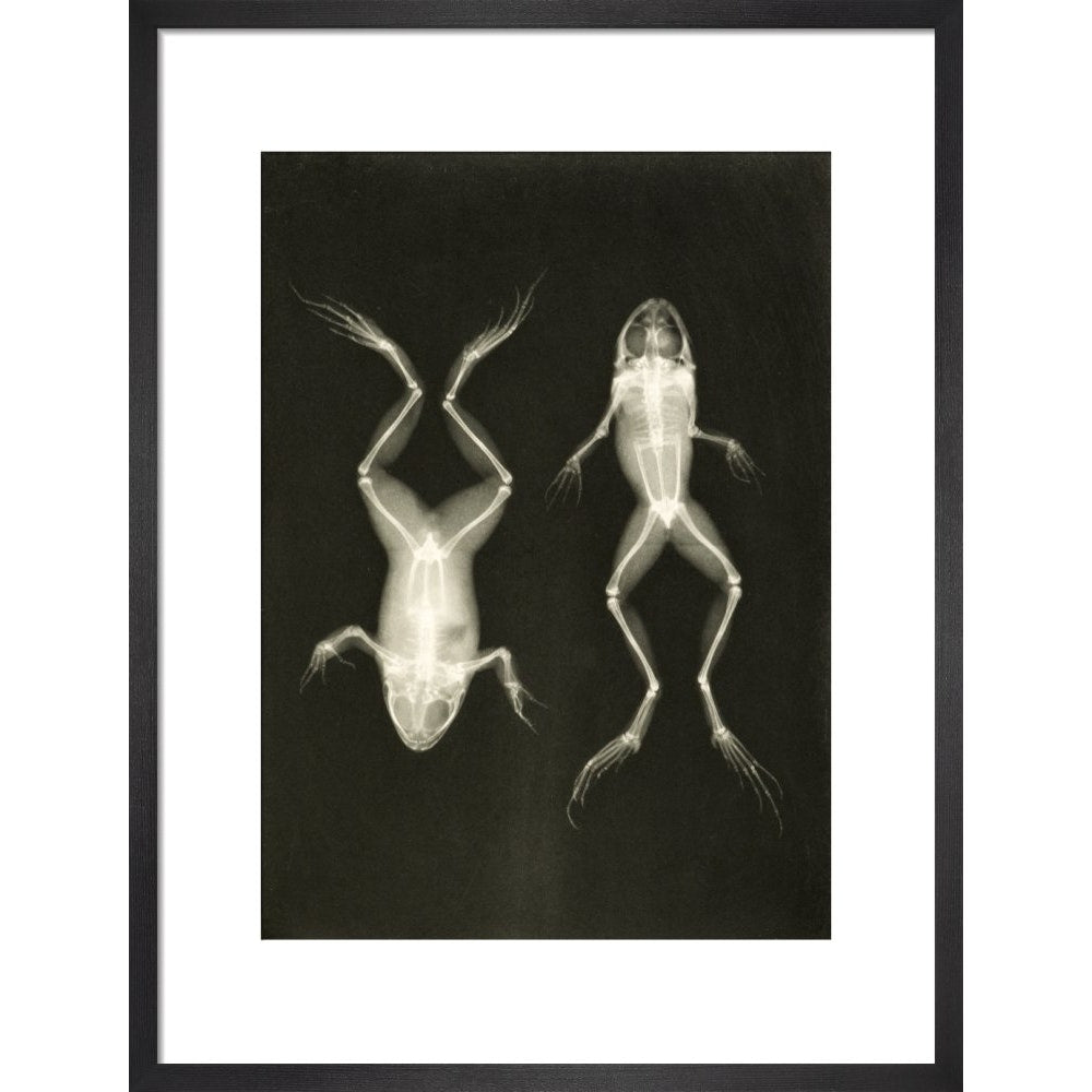 X-Ray Photograph of Frogs print in black frame