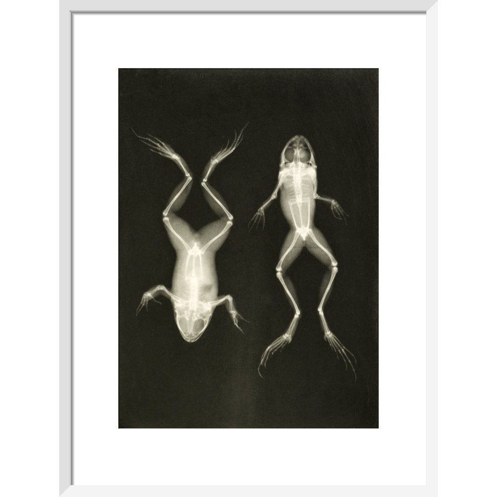 X-Ray Photograph of Frogs print in white frame