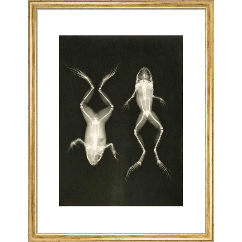 X-Ray Photograph of Frogs print in gold frame