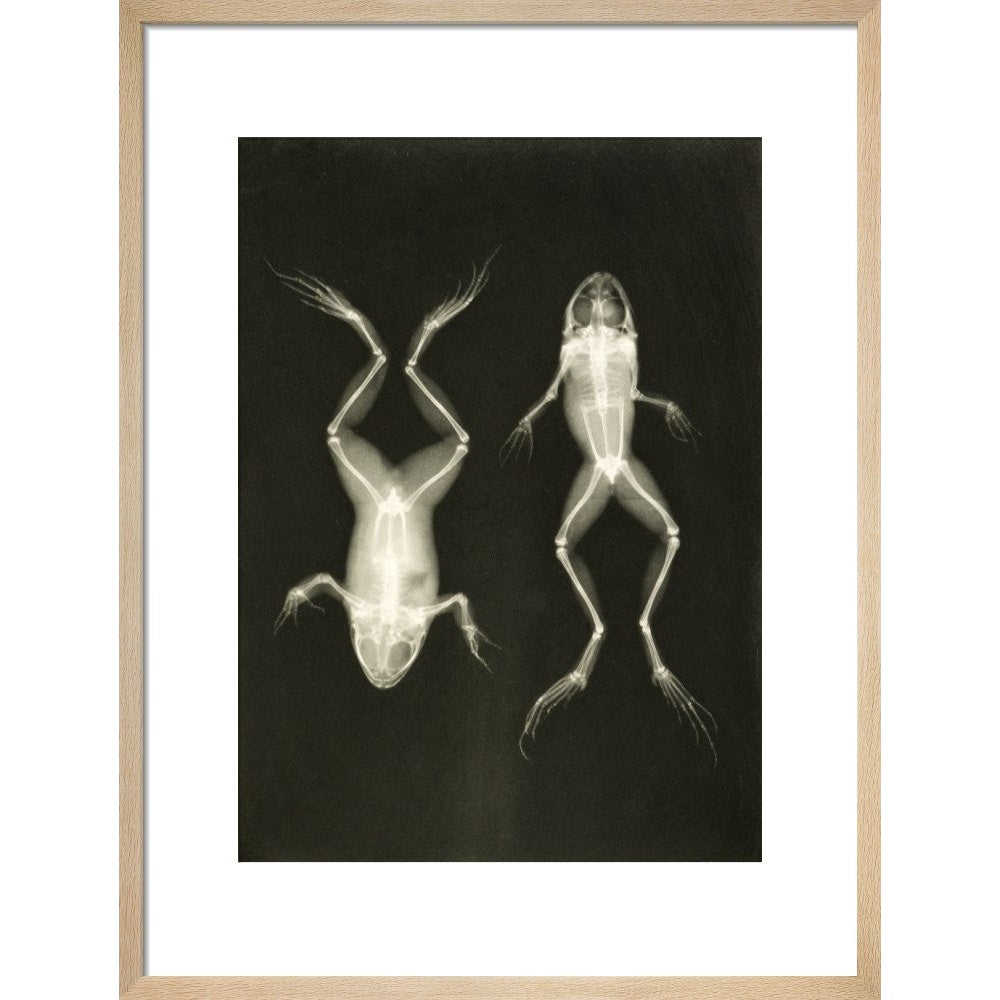 X-Ray Photograph of Frogs print in natural frame