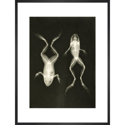 X-Ray Photograph of Frogs print in black frame