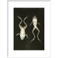 X-Ray Photograph of Frogs print in white frame
