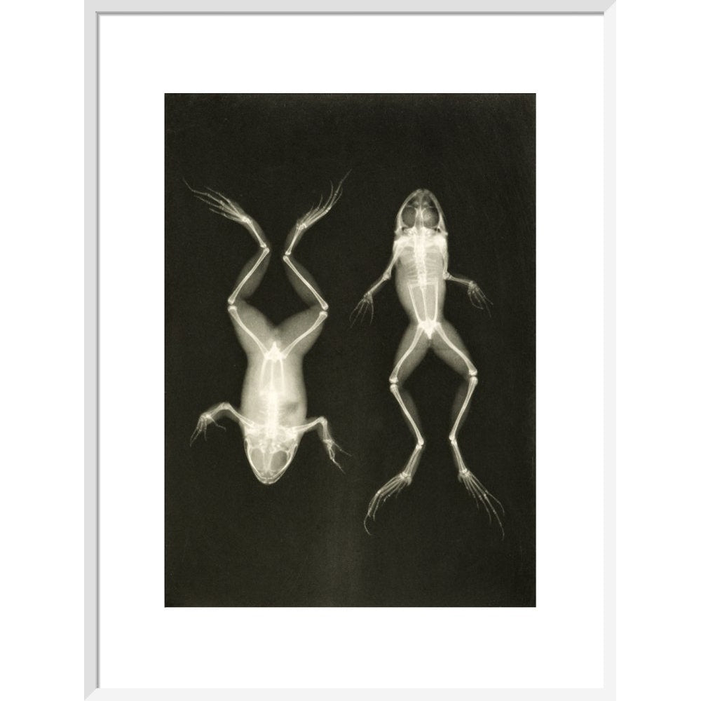 X-Ray Photograph of Frogs print in white frame