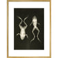 X-Ray Photograph of Frogs print in gold frame