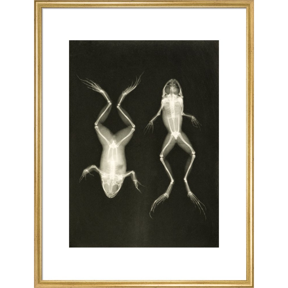 X-Ray Photograph of Frogs print in gold frame