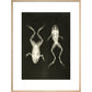 X-Ray Photograph of Frogs print in natural frame