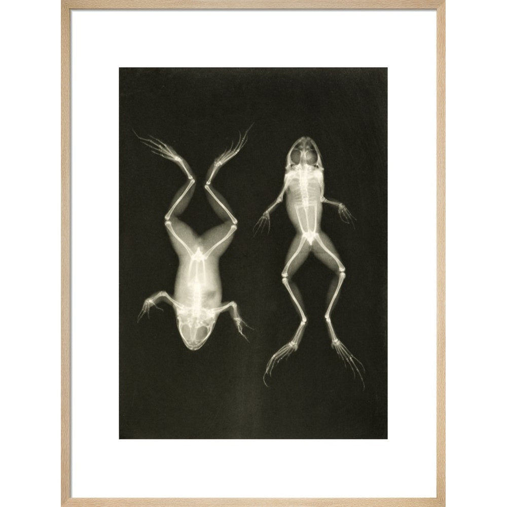 X-Ray Photograph of Frogs print in natural frame