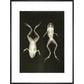 X-Ray Photograph of Frogs print in black frame
