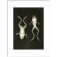X-Ray Photograph of Frogs print in white frame