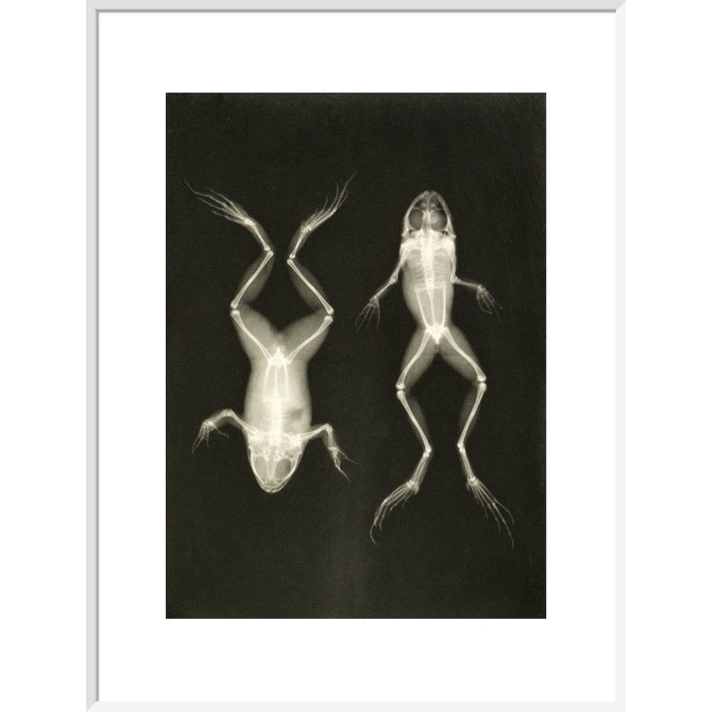 X-Ray Photograph of Frogs print in white frame
