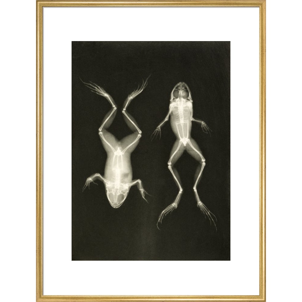 X-Ray Photograph of Frogs print in gold frame