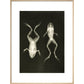 X-Ray Photograph of Frogs print in natural frame