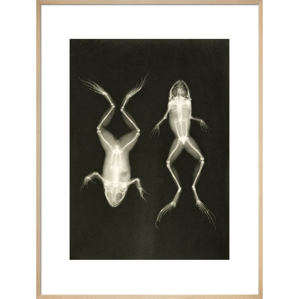 X-Ray Photograph of Frogs print in natural frame