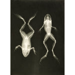 X-Ray Photograph of Frogs print