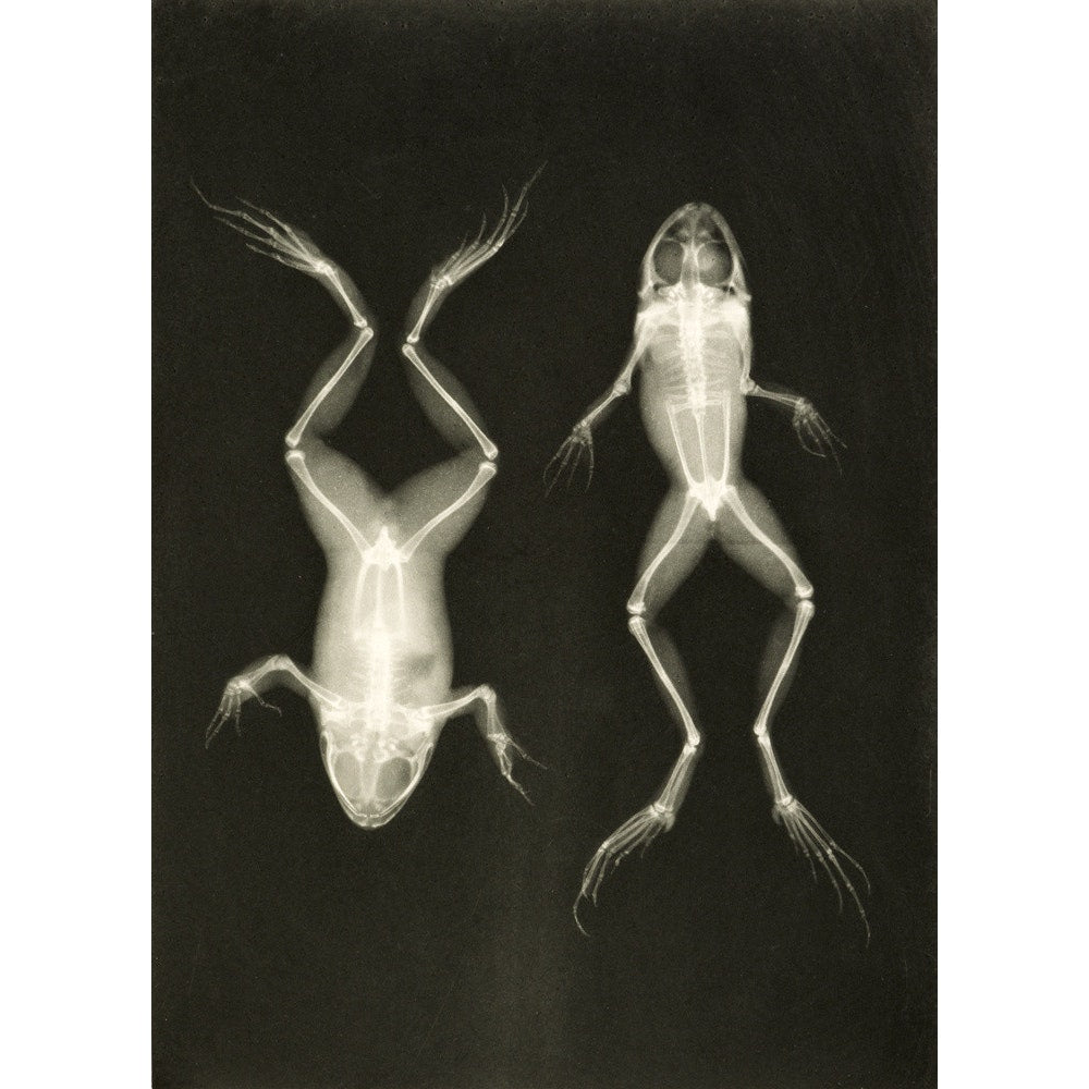 X-Ray Photograph of Frogs print