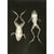 X-Ray Photograph of Frogs print