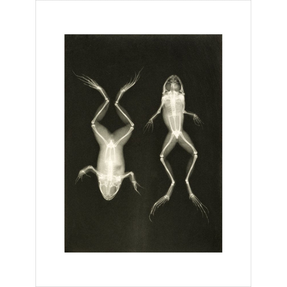 X-Ray Photograph of Frogs print unframed