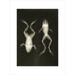 X-Ray Photograph of Frogs print unframed