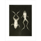 X-Ray Photograph of Frogs print unframed