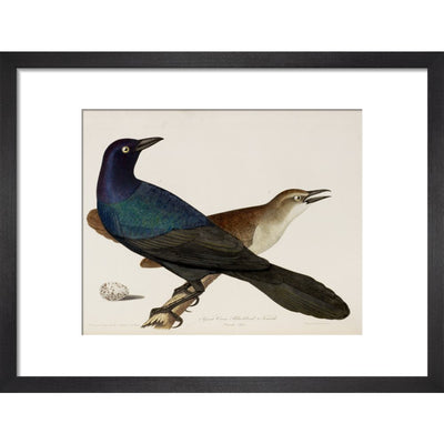 Great Crow Blackbird print in black frame