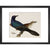 Great Crow Blackbird print in black frame