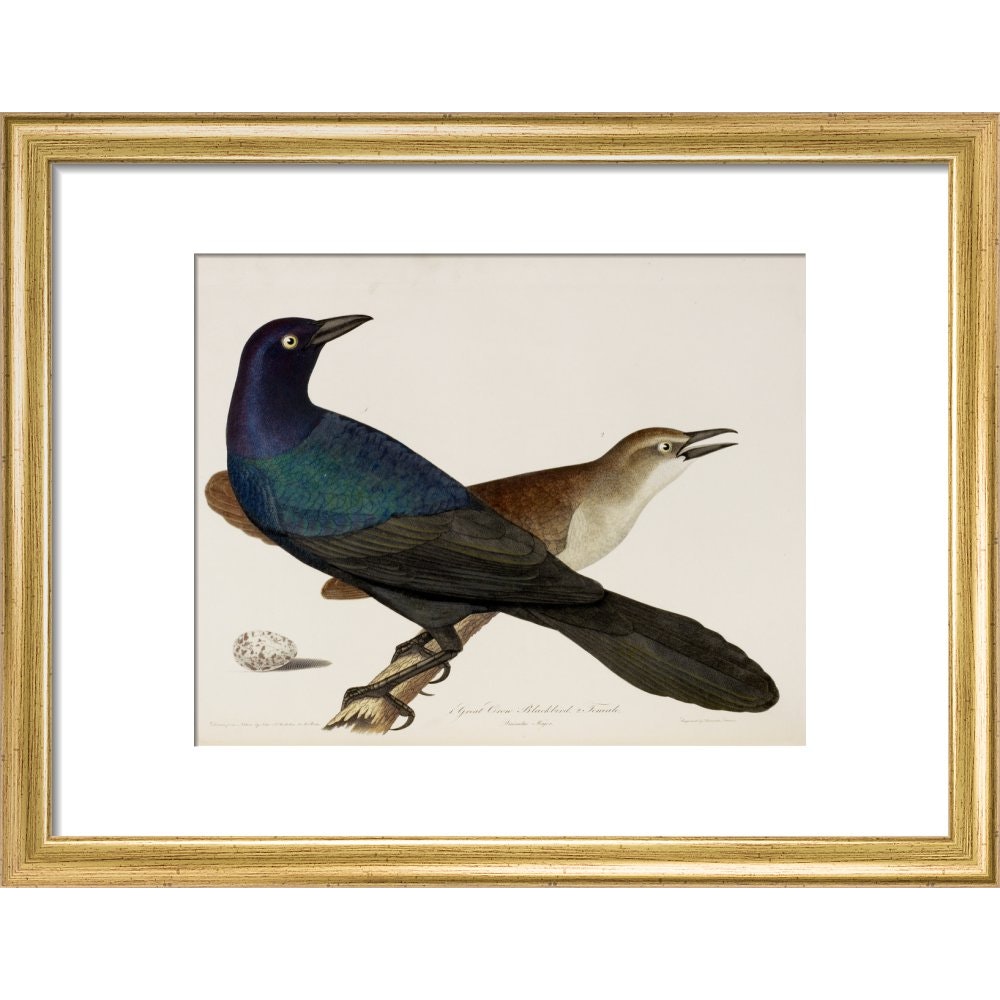 Great Crow Blackbird print in gold frame