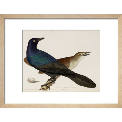 Great Crow Blackbird print in natural frame