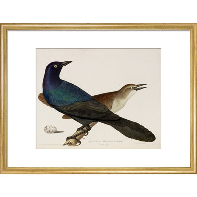 Great Crow Blackbird print in gold frame