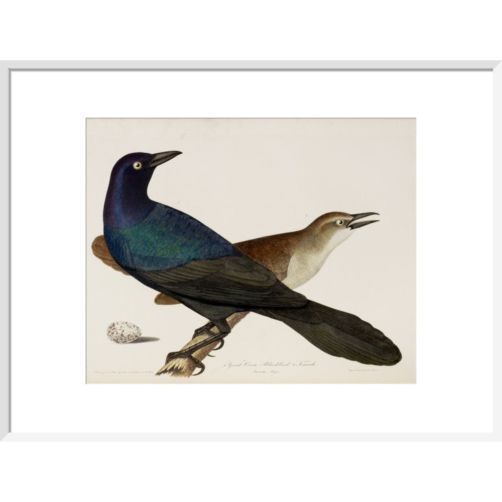 Great Crow Blackbird print in white frame