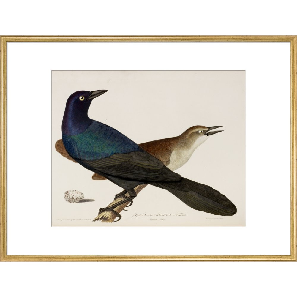 Great Crow Blackbird print in gold frame