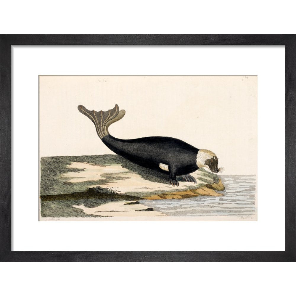 The Seal print in black frame