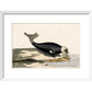 The Seal print in white frame