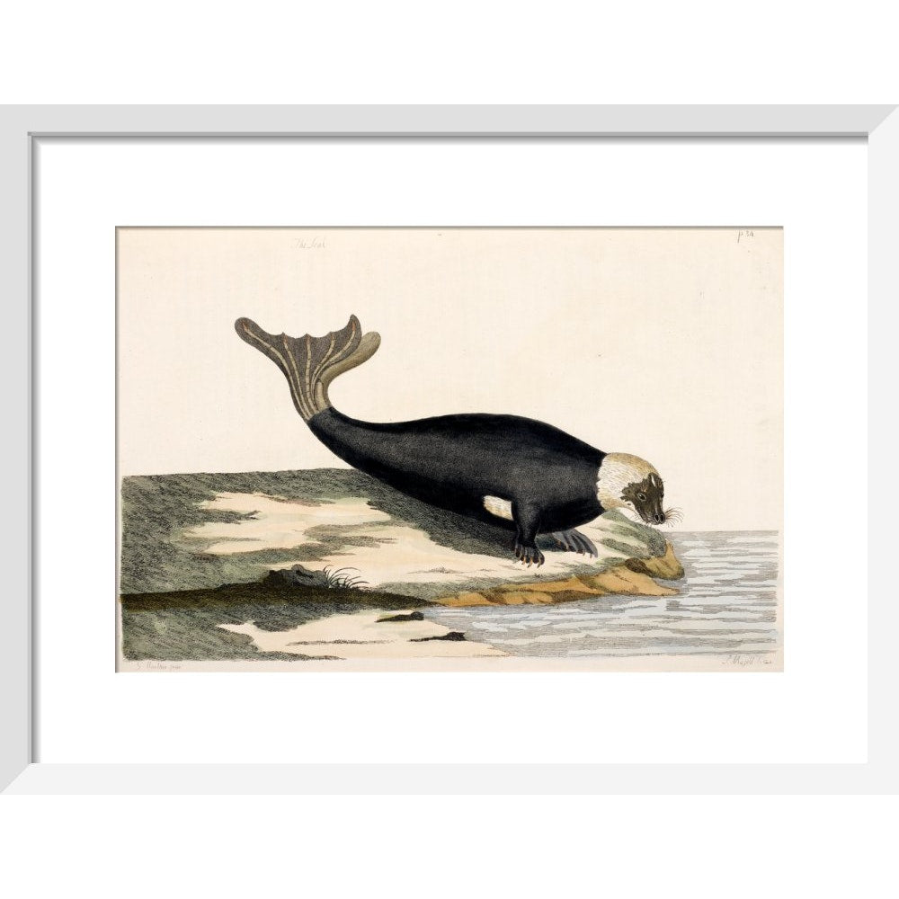 The Seal print in white frame