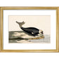 The Seal print in gold frame