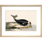 The Seal print in natural frame