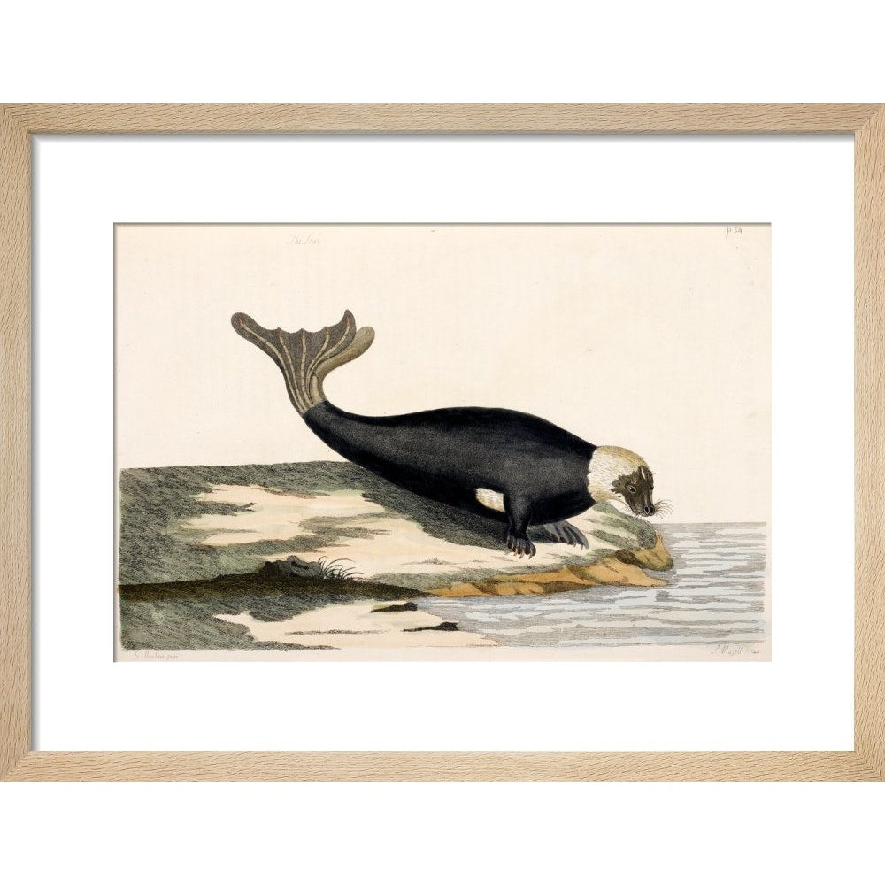 The Seal print in natural frame