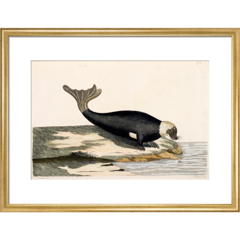 The Seal print in gold frame